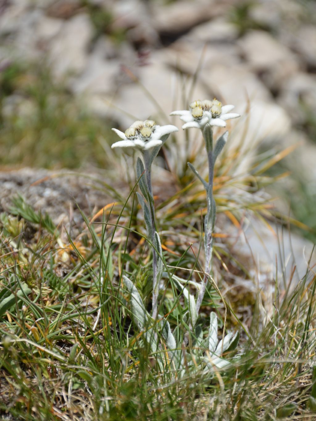 Leontopodium alpinum (Asteraceae)